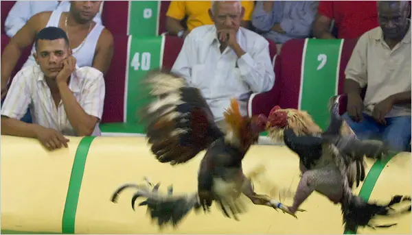 The Ethics Of Cockfighting