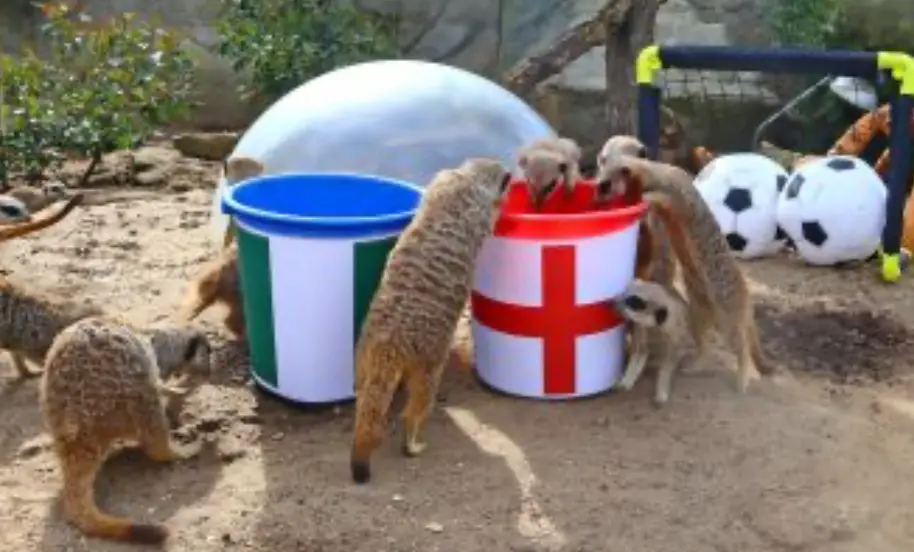 2023 WWC: Mystic Meerkats Predict Nigeria Vs England Round Of 16 Clash