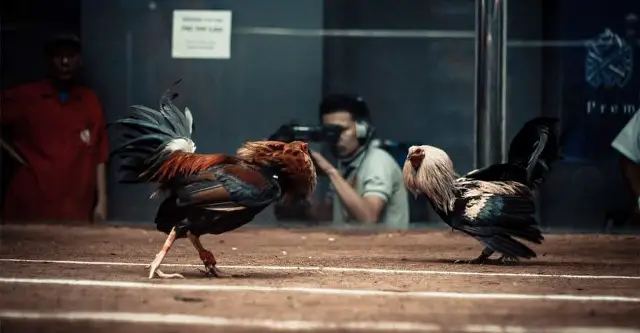 From The Arena To Your Screen: Exploring The Fascination Behind Cockfighting Live Streams