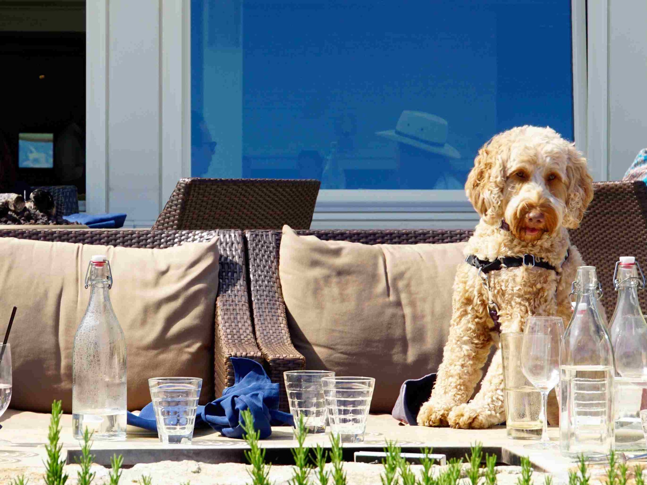 pet-friendly