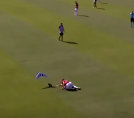 Brazilian Youth Game Suspended After Parrot Attack Players